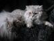 Британская длинношерстная кошка Питомник британских кошек