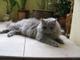 Британская длинношерстная кошка Питомник британских кошек