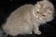 Британские длинношерстные (хайленд) котята уникальных окрасов Питомник британских кошек