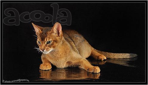 Абиссинский кот Вязка